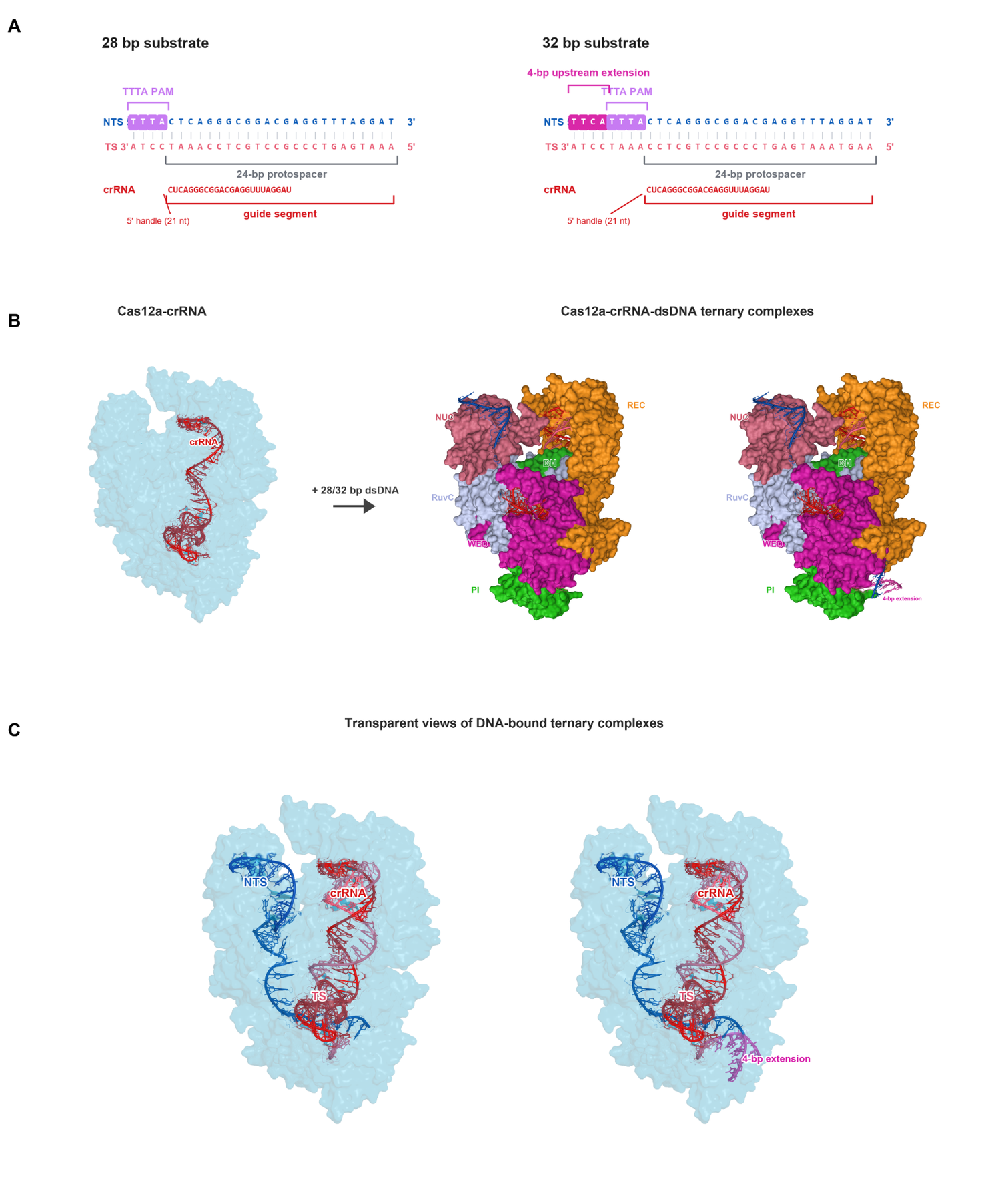 Cas12a-crRNA-dsDNA 三元复合物建模分析图